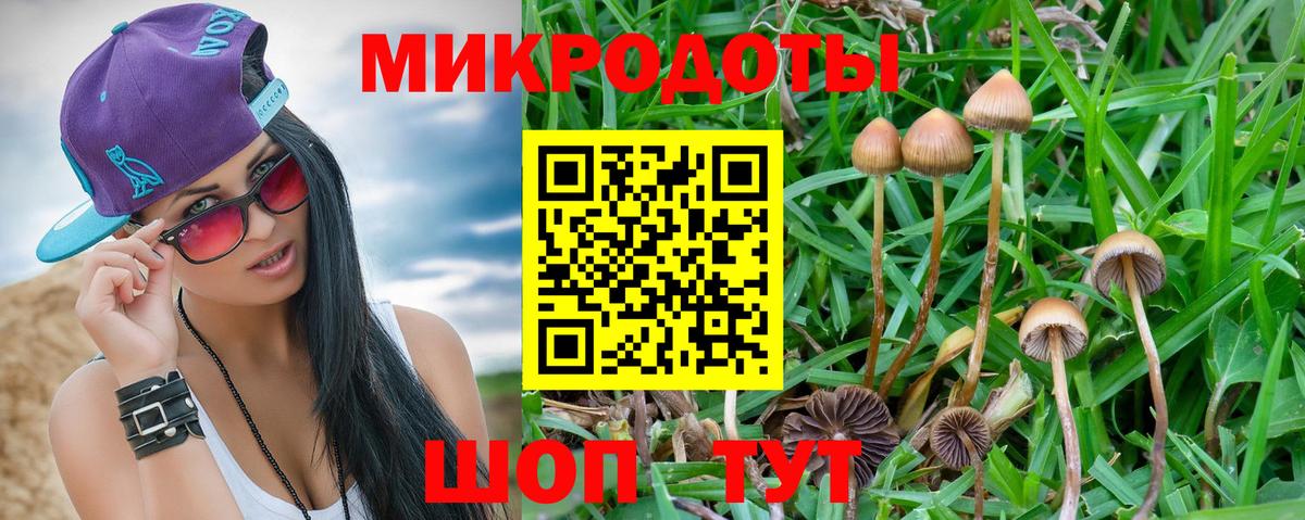 Псилоцибиновые грибы Cubensis Горно-Алтайск