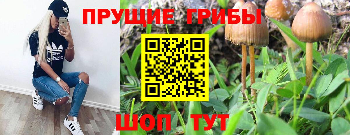 Горно-Алтайск  Псилоцибиновые грибы MAGIC MUSHROOMS  Вход с VPN 